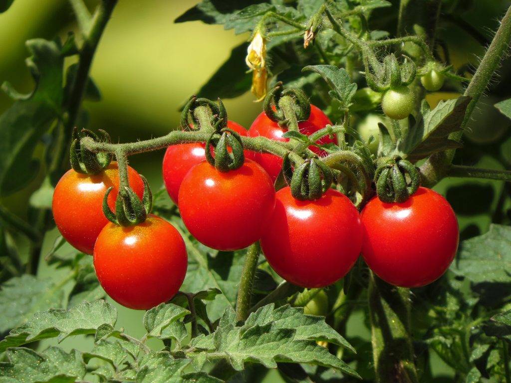 Описание томатов сорта циндао, их урожайность и назначение