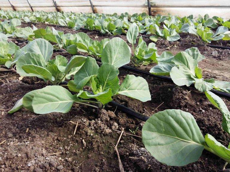 Как выращивать белокочанную капусту в открытом грунте