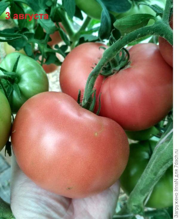 Томат биф бренди f1: характеристика и описание сорта пинк, фото вкуснятины, отзывы об урожайности помидоров