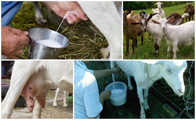 Чем нужно кормить козу для увеличения удоя, способы в домашних условиях