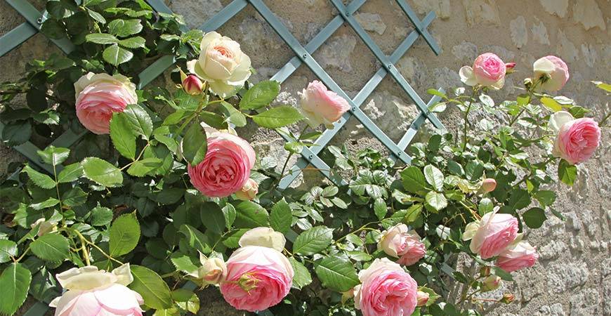 Роза пьер де ронсар (pierre de ronsard): фото, посадка и уход, характеристики, отзывы цветоводов из подмосковья