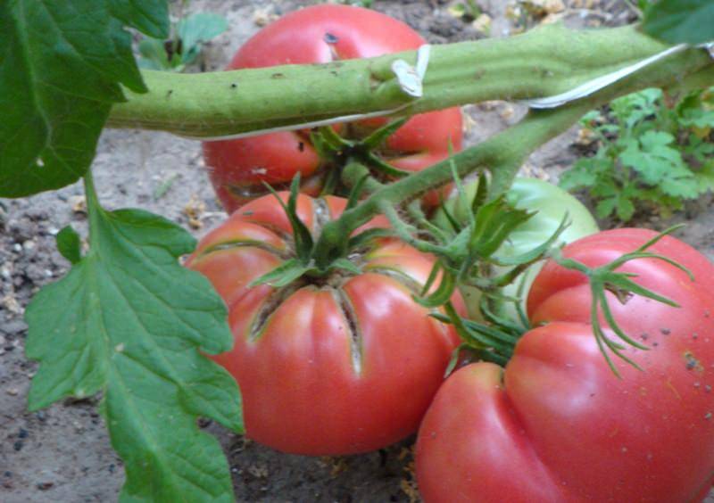 Описание гибрида томат «третьяковский f1». отзывы садоводов