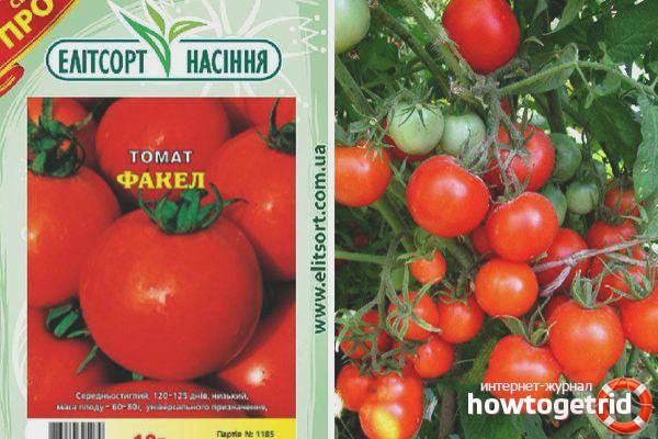 Томат факел: фото кустов и спелых помидоров, отзывы о нюансах их выращивания и полученном урожае