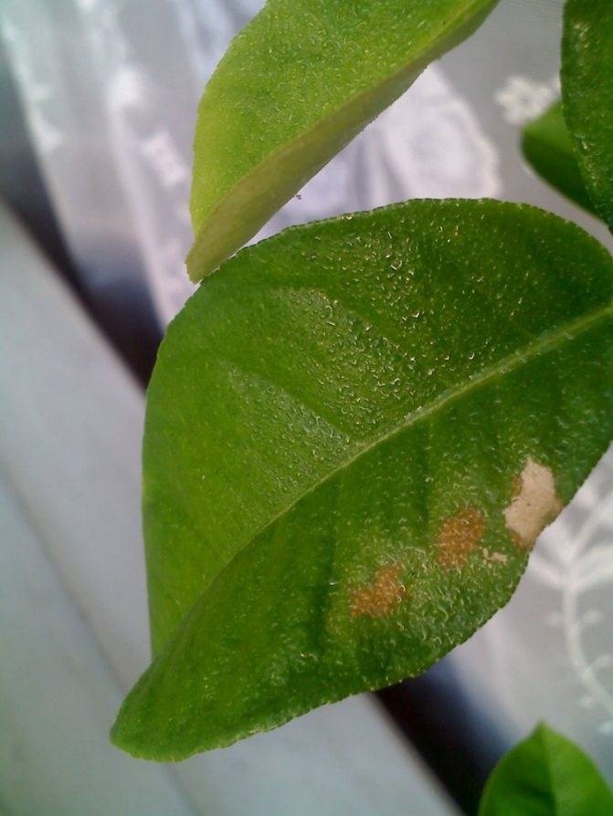 Болезни цитрусовых растений: описание, способы лечения, методы борьбы, фото