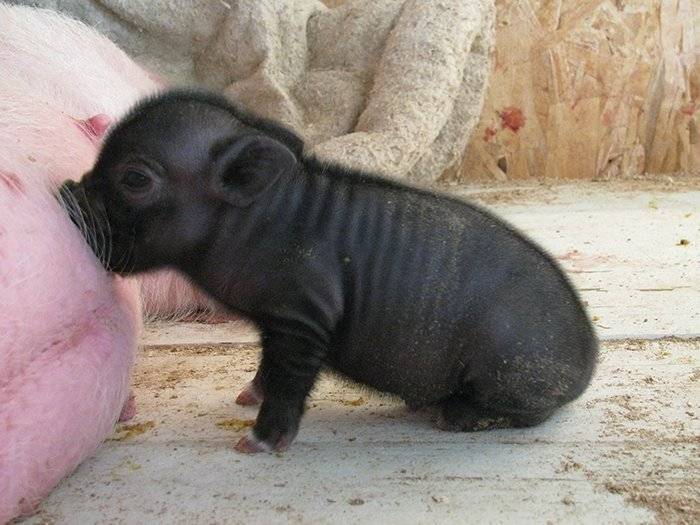 Мини-пиги: описание пород свиней, организация содержания и разведения