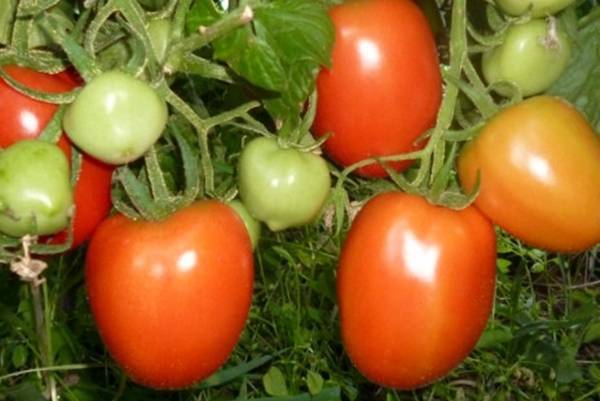 Подборка лучших сортов томатов для выращивания в кировской области | топ сад