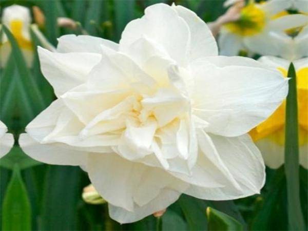 Нарцисс рози клауд: описание и характеристики сорта, правила посадки и ухода
