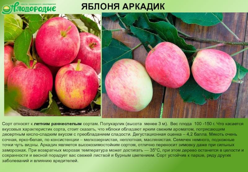 Описание и характеристики яблони сорта имрус, выращивание и размножение