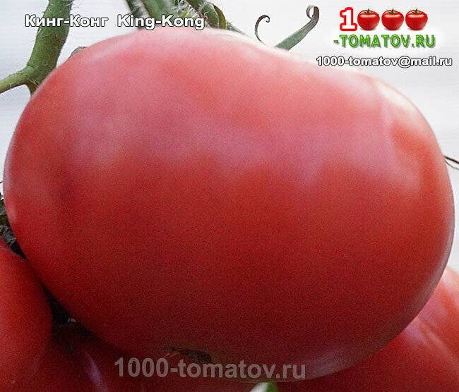 Томаты для открытого грунта – опытный томатовод рассказывает о своих любимых сортах