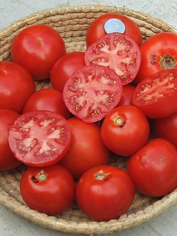 Сорт томатов невский: фото и описание