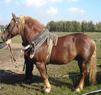 Порода лошадей русский тяжеловоз
