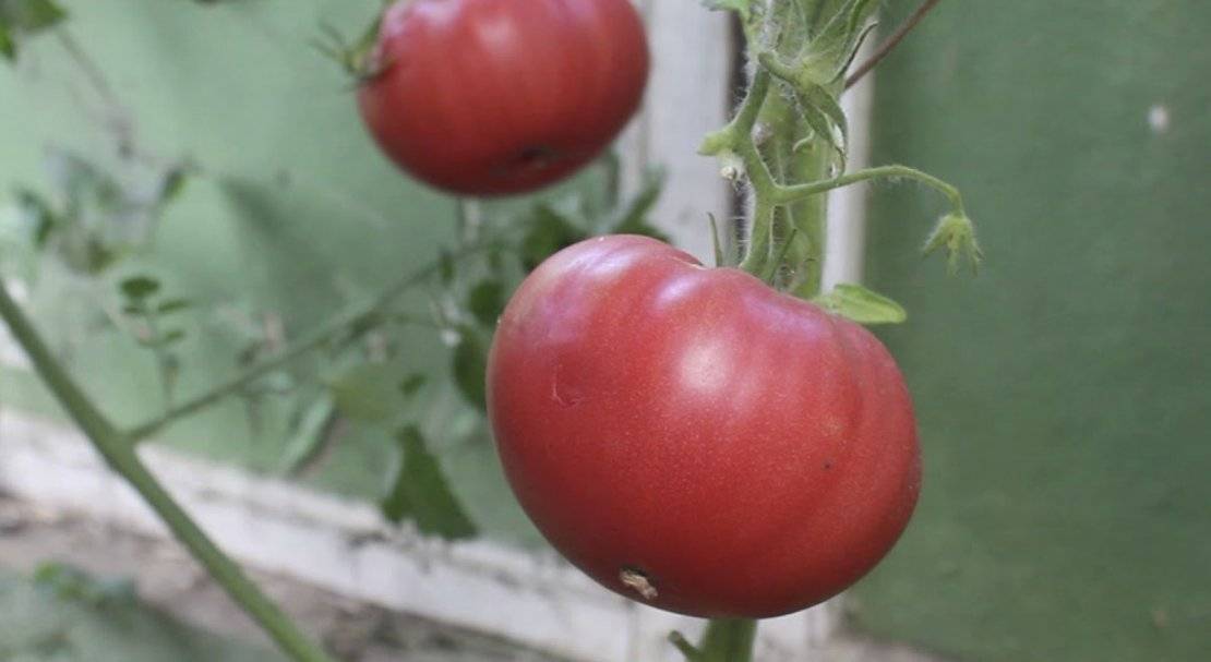 Характеристика томата японский краб и выращивание сорта