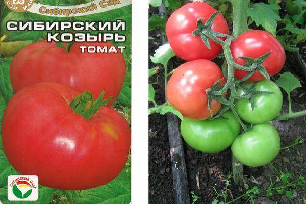 Томат верлиока: описание и характеристика сорта, особенности выращивания помидоров, отзывы, фото