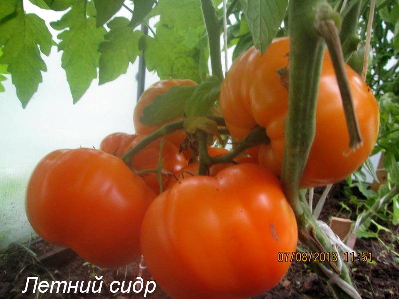 Томат летний сад f1: характеристика и описание сорта с фото, высота куста, урожайность помидора, отзывы