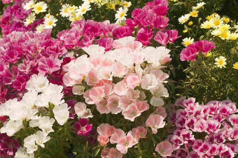 ᐉ цветок кларкия: выращивание из семян, фото, посадка и уход в открытом грунте - roza-zanoza.ru
