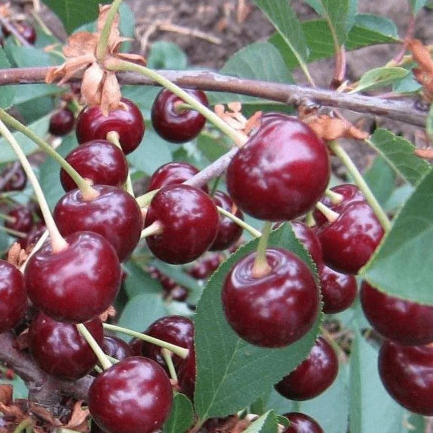 Описание 20 лучших морозоустойчивых сортов вишни, посадка и уход