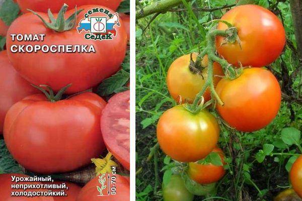 Помидоры «солярис»: характеристика, описание сорта и профилактика заболеваний томата
