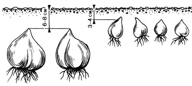 Семенной и вегетативный способы размножения тюльпанов, технология и сроки