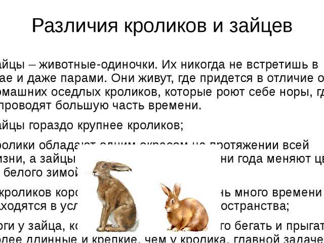 ᐉ отличия зайца от кролика и можно ли их скрещивать? - zooon.ru