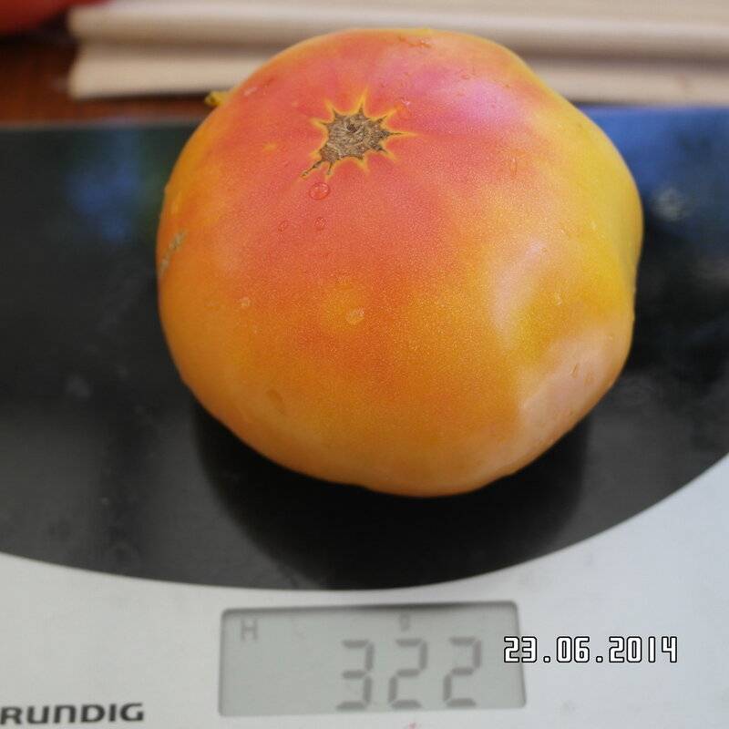 Сорт, который станет вашим любимчиком — томат грейпфрут: крупный, неприхотливый в уходе и потрясающе вкусный