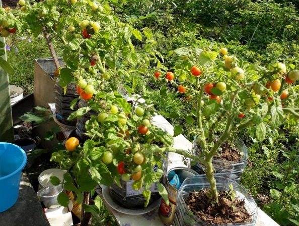 Сорт с чудесными плодами — томат пиноккио: описание помидоров черри и характеристики