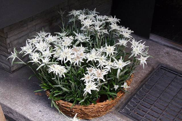 Цветок эдельвейс альпийский – растение удачи и любви