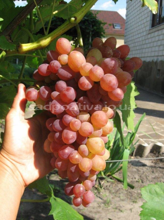 Сорт винограда анюта