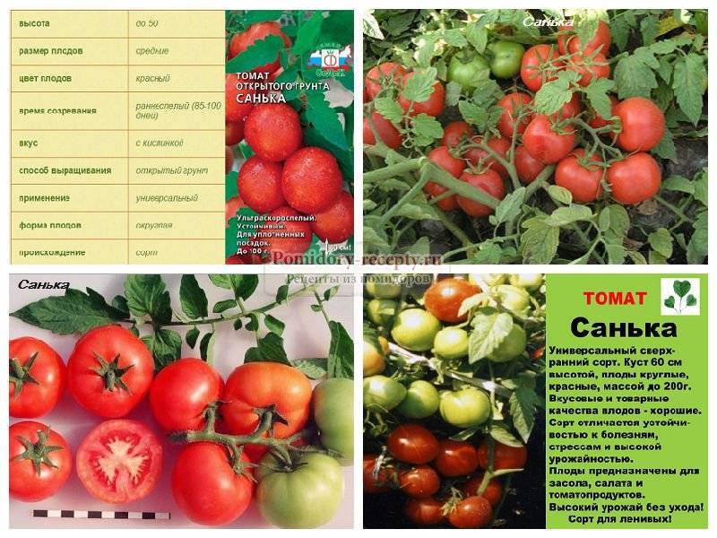 Томат катюша f1: характеристики сорта, выращивание и уход. фотографии