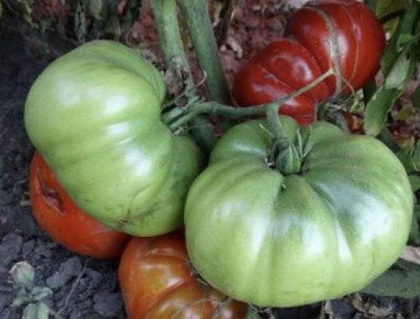 Тепличный гигант — томат шунтукский великан: описание сорта и его характеристики