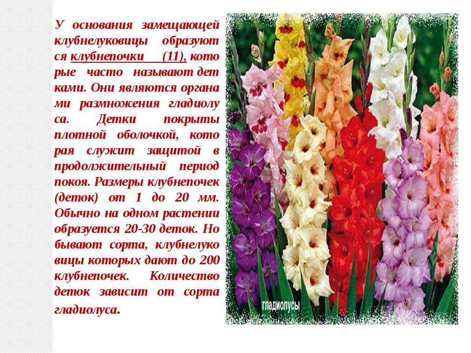Гладиолус цветок. описание, особенности, виды и уход за гладиолусами | сад и огород.ру