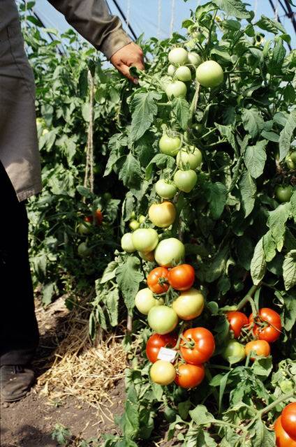 Томат марьина роща f1: описание сорта, особенности выращивания