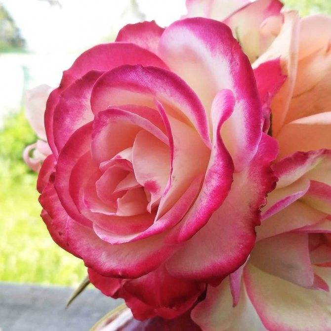 Роза юбилей принца монако: описание, фото, выращивание, отзывы