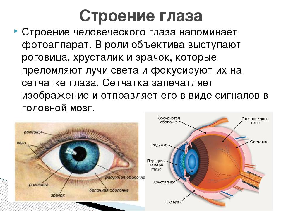 Строение глаза 
человека