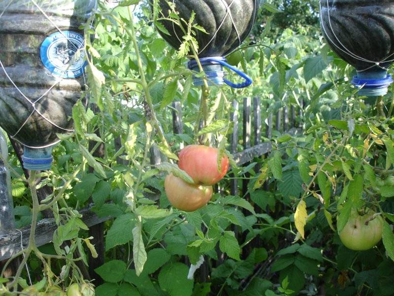 Как вырастить помидоры вверх корнями в ведре отзывы