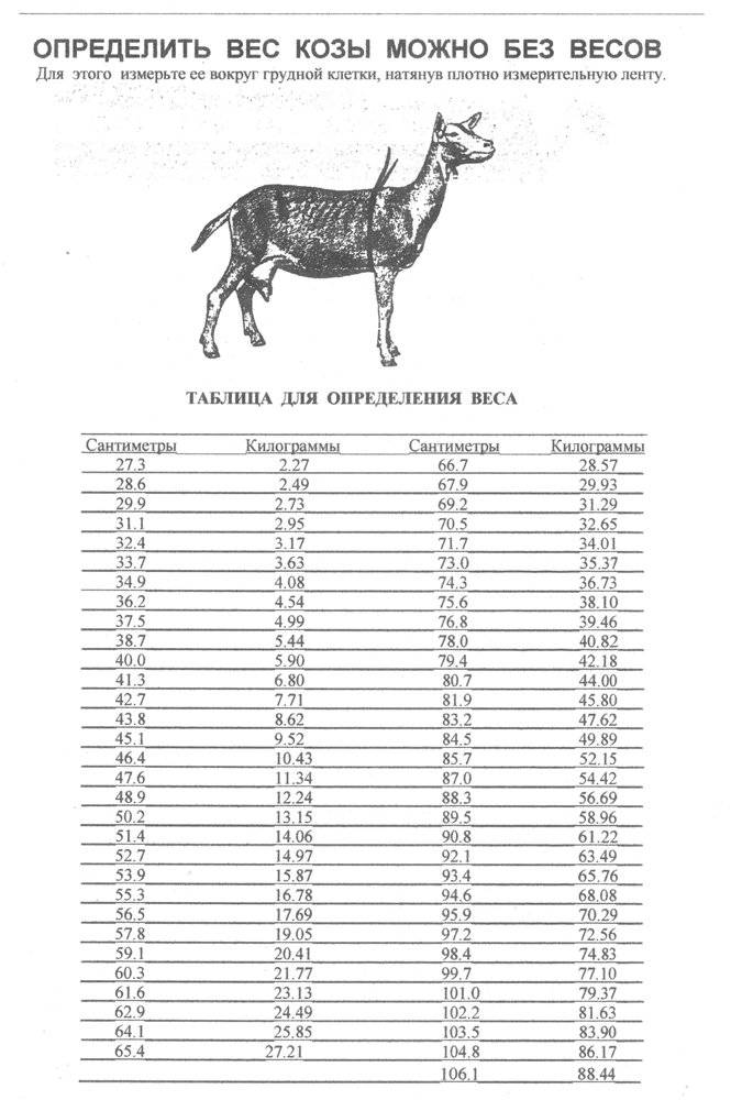 Сколько длится беременность у коровы – срок в месяцах (продолжительность): период, когда беременный крс носит теленка, таблицы и календарь