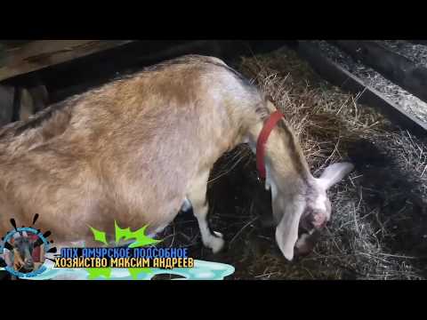Как правильно запустить козу перед окотом