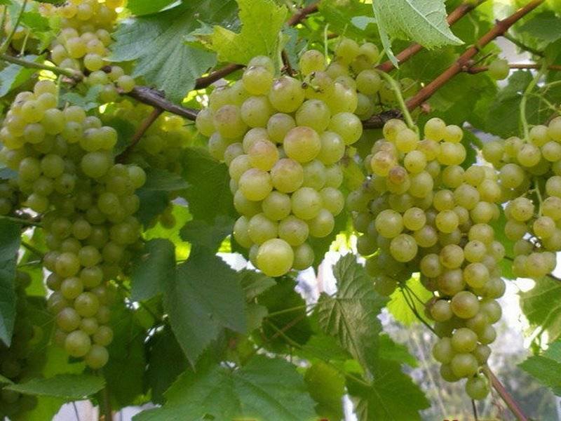 Виноград в сибири — ближайшие перспективы российского виноделия. выращивание винограда в сибири