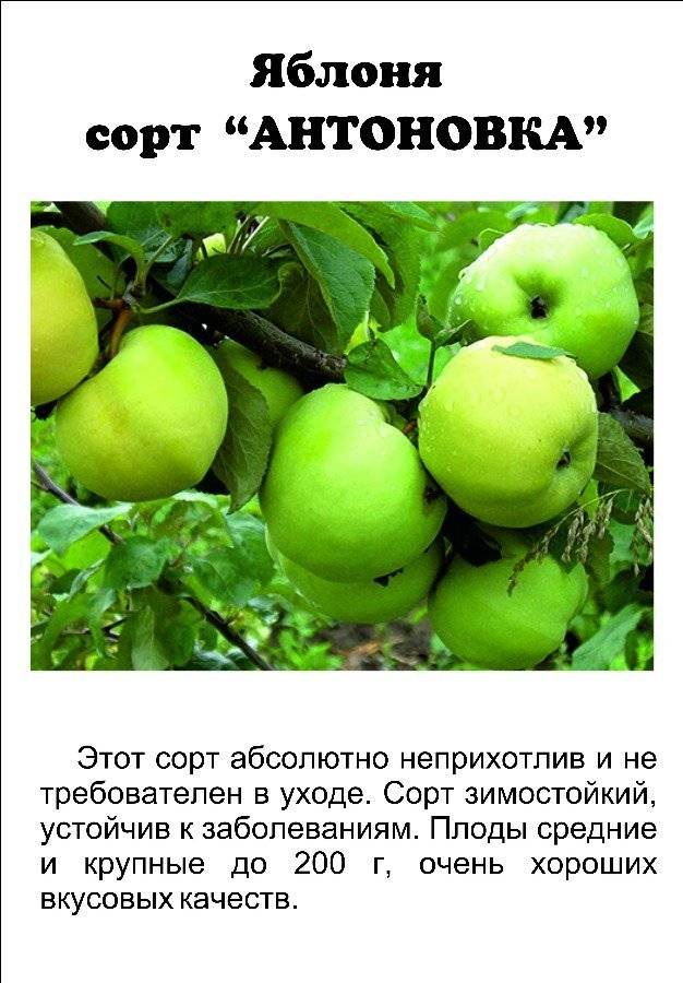 Главные особенности посадки и ухода за яблоней сорта имрус