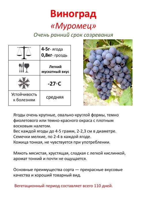 Особенности сорта винограда лора и правила его выращивания