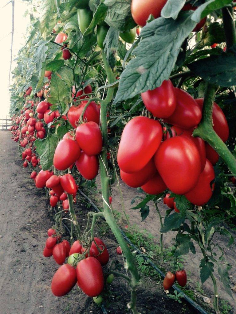 Томат чибис: отзывы тех кто сажал помидоры об их урожайности, фото семян, характеристика и описание сорта