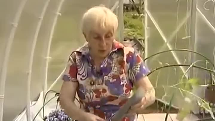 Посадка томатов по методу галины кизимы — плюсы и минусы «пеленочной» методики