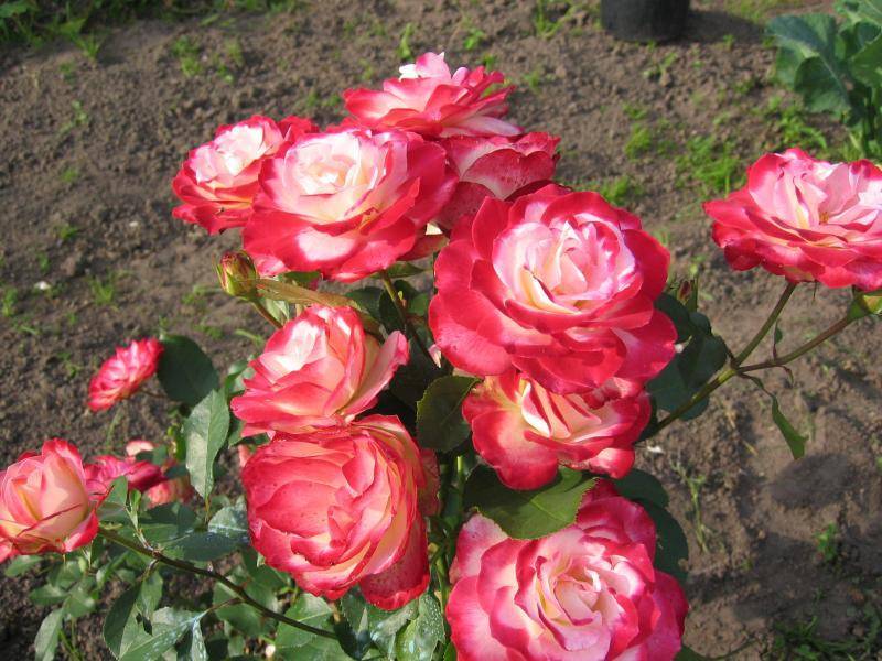 Принц монако - описание сорта розы, правила выращивания, отзывы и фото