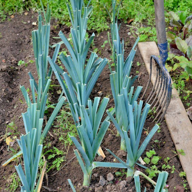 Лук-порей – посадка, уход и выращивание в открытом грунте — как сажать лук порей в открытый грунт — про огород