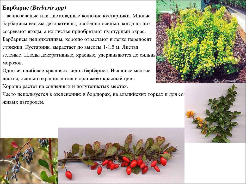 Барбарис: лучшие виды и сорта, каталог с описанием и фото на supersadovnik.ru