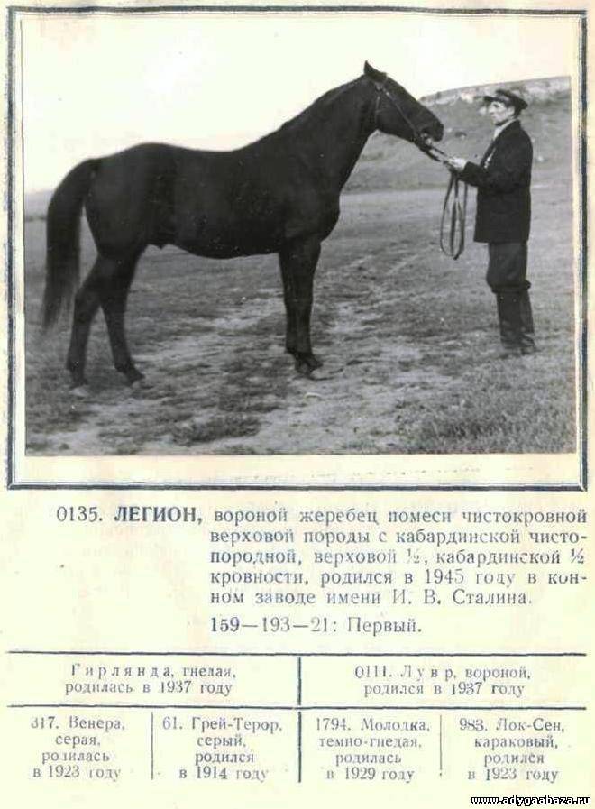 Кабардинская лошадь: фото и описание породы