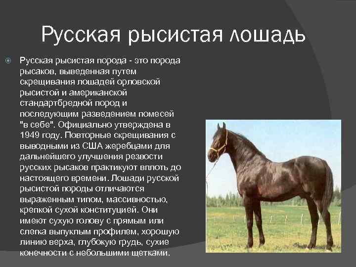 Лошадь рысак: описание породы, правила содержания и применение, стоимость
