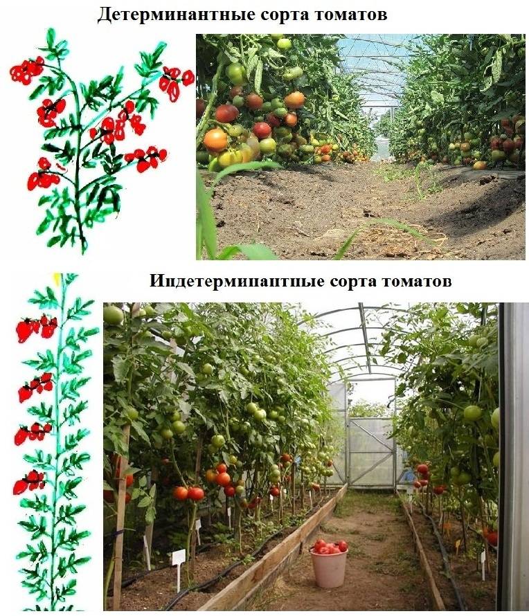 Выращивание томатов в теплице. уход за растением