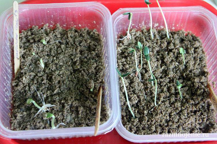 Как прорастить семена огурцов: пошаговая инструкция для начинающих. советы садоводов и огородников + 115 фото