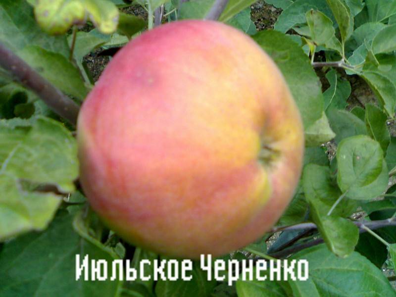 Сорт яблони июльское черненко - мыдачники