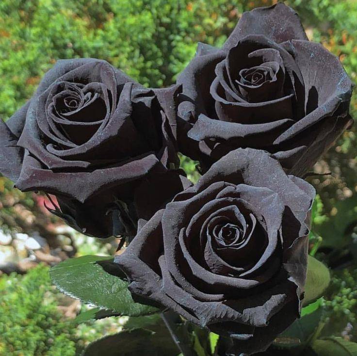 Выращивание чайно-гибридной розы сорта черная магия с темным оттенком лепестков
